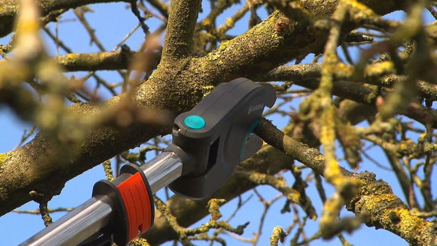 Comment tailler les arbres fruitiers?