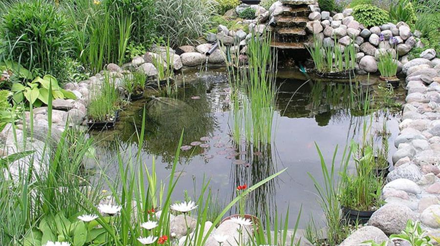 Een vijver in de tuin: basisprincipes en soorten