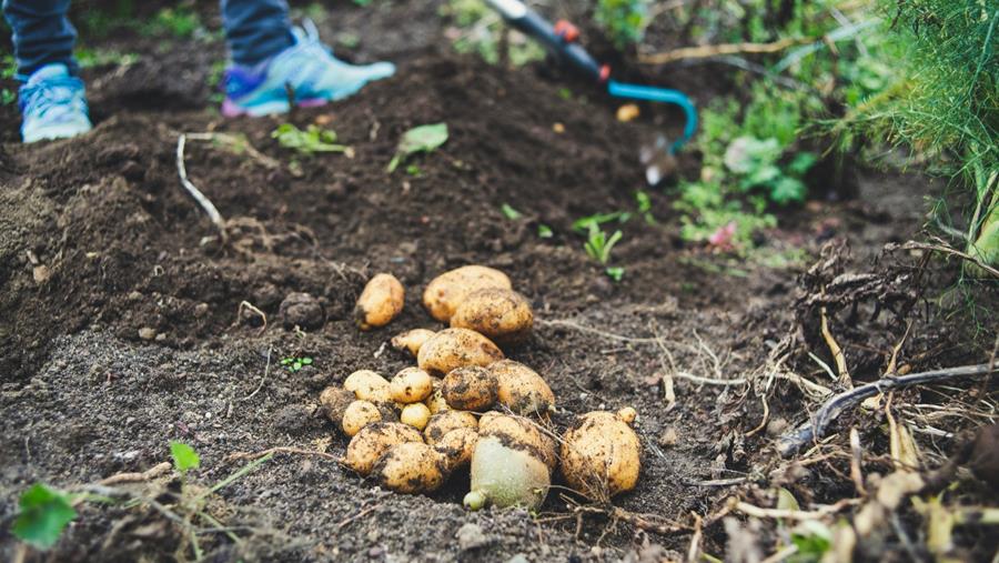 Portrait d'un succès mondial: la pomme de terre belge